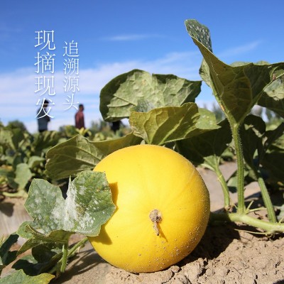 甘肃民勤蜜瓜3斤/6斤/10斤沙漠黄金蜜瓜甜瓜应季新鲜水果产地直发图3