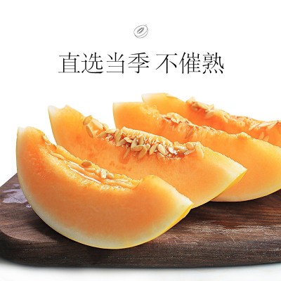 甘肃民勤蜜瓜3斤/6斤/10斤沙漠黄金蜜瓜甜瓜应季新鲜水果产地直发