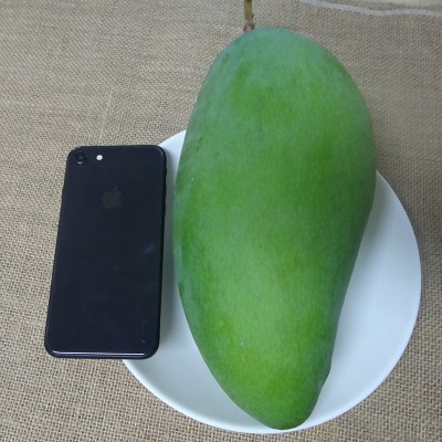 产地货源越南大青芒5斤装大金煌大芒果核薄新鲜时令水果一件代发图2