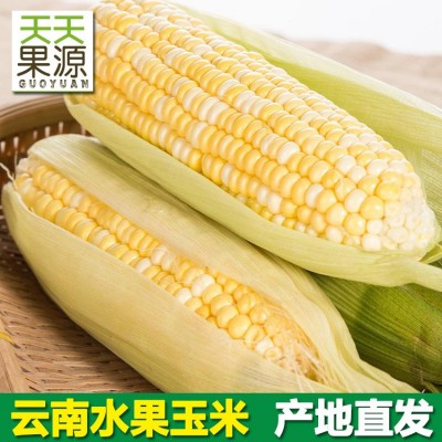 产地直发云南新鲜水果甜玉米8斤装生吃玉米甜润多汁时令水果批发图2