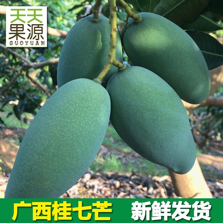 桂七芒主图模板JGZ