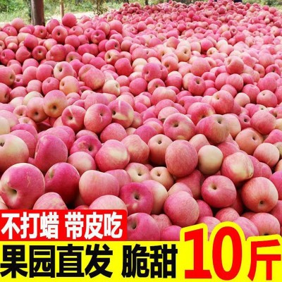 陕西红富士苹果5-10斤整箱洛川水果新鲜现摘现发脆甜非花牛红蛇果