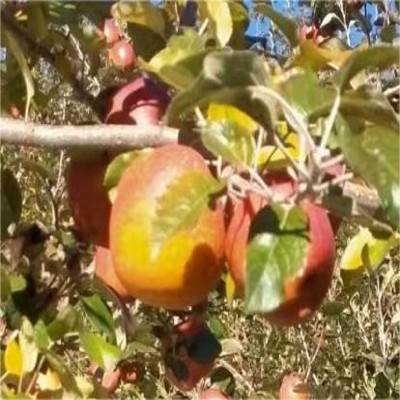 凉山特产精品盐源高山糖心丑苹果精品脆红苹果皮薄整箱批发