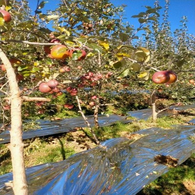 凉山特产精品盐源高山糖心丑苹果精品脆红苹果皮薄整箱批发图2