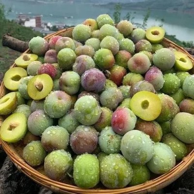 现摘李子新鲜当季水果 酸脆李青李基地直发 酸甜开胃解腻脆口