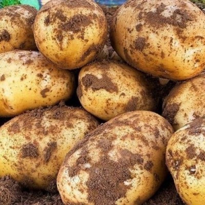 土豆新鲜马铃薯洋芋 粉糯甘香软糯可口肉质细腻图2