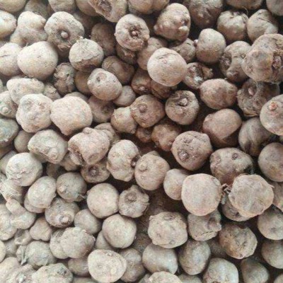 现货新鲜魔芋魔芋头魔芋豆腐原料山区种植现挖现发鲜魔芋图2
