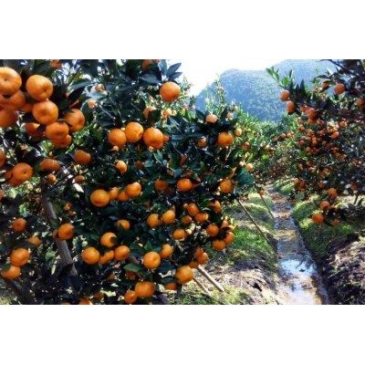 光富柑橘专业合作社 打蜡厂直供 蜜桔橘子 厂里接货 看货定价图5