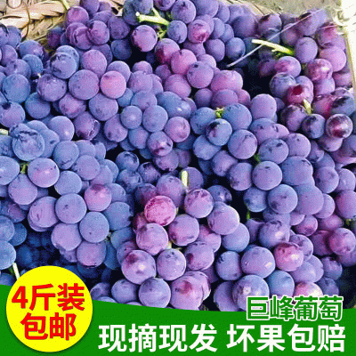 4斤装巨峰葡萄 广西葡萄基地批发新品巨峰葡萄 新鲜水果巨峰葡萄图2