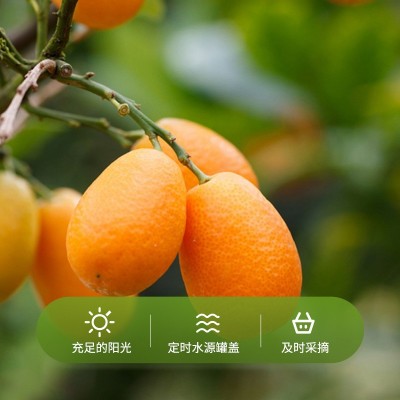 酸甜可口天山雪桔年货即食蜜饯砂糖金橘干办公室零食冰糖金桔500G图3