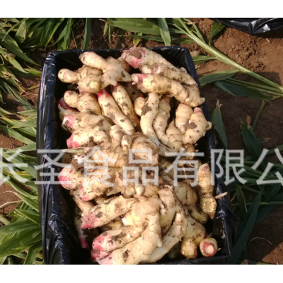 潍坊厂家加工风干姜 多规格可出口风干姜 山东大姜厂家现货供应图5