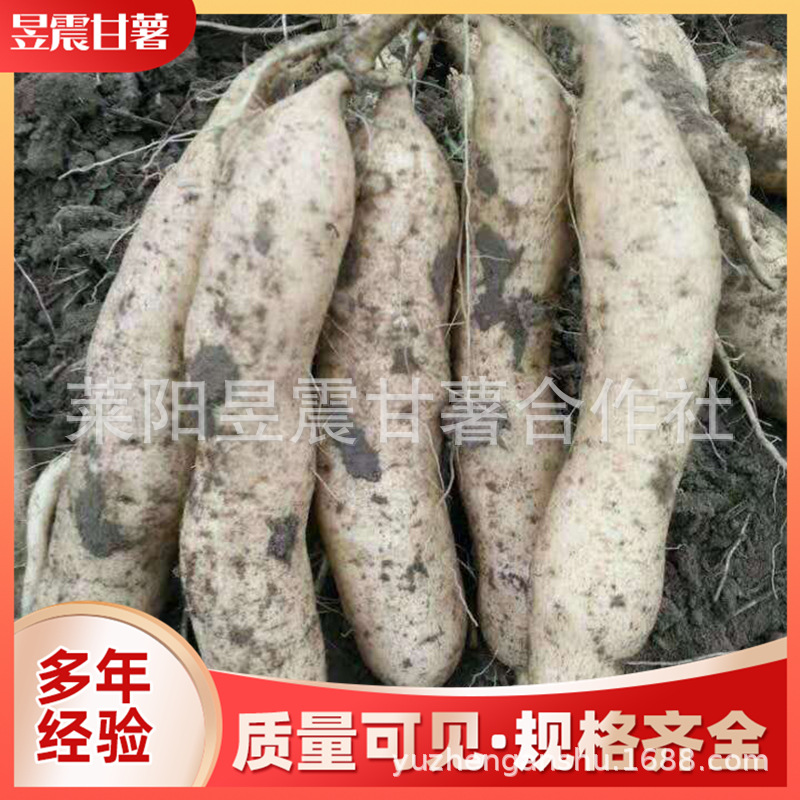 白薯.jpg