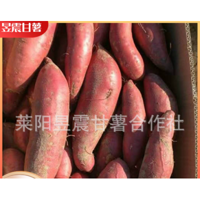 地瓜厂家批发 红六鳌地瓜红蜜薯沙地红薯漳州红心地瓜红番薯