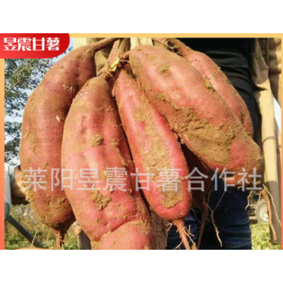 地瓜厂家批发 红六鳌地瓜红蜜薯沙地红薯漳州红心地瓜红番薯图2