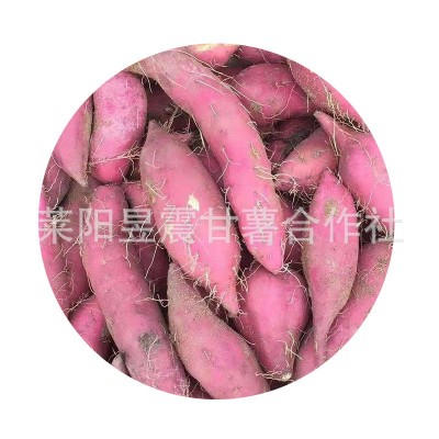 地瓜厂家批发 红六鳌地瓜红蜜薯沙地红薯漳州红心地瓜红番薯图4