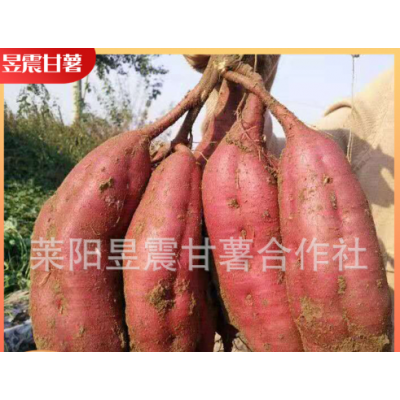 地瓜厂家批发 红六鳌地瓜红蜜薯沙地红薯漳州红心地瓜红番薯图3