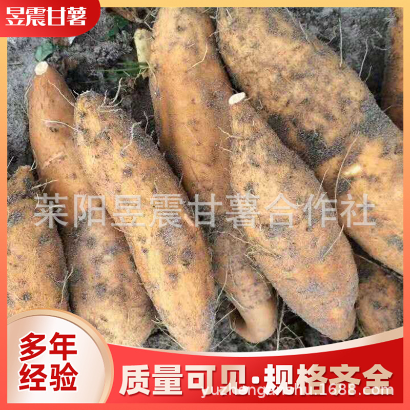 黄薯.jpg