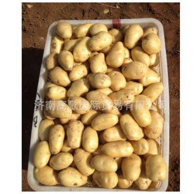 供应马铃薯 potato 厂家长期提供土豆 欢迎选购图5