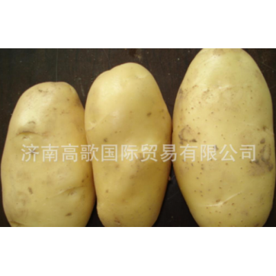 供应马铃薯 potato 厂家长期提供土豆 欢迎选购图3