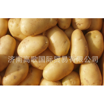 供应马铃薯 potato 厂家长期提供土豆 欢迎选购图4