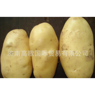 供应马铃薯 potato 厂家长期提供土豆 欢迎选购