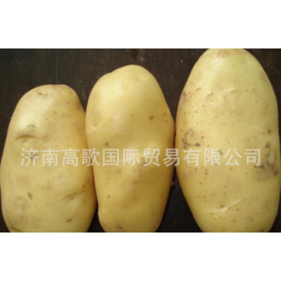 供应马铃薯 potato 厂家长期提供土豆 欢迎选购图2