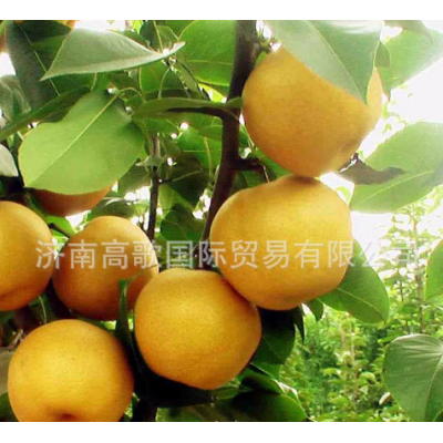 厂家常年供应新梨7号 pear 欢迎大量选购 价格美丽