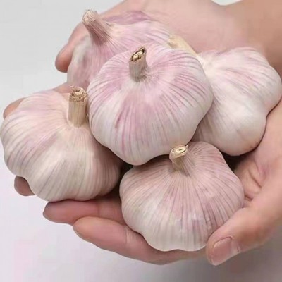 大蒜头批发干蒜紫皮大蒜头干蒜特大新鲜大蒜批发价包邮图2