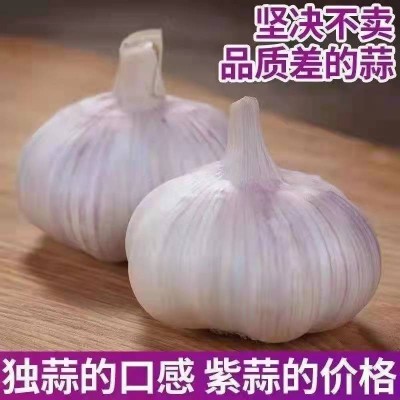 大蒜头批发干蒜紫皮大蒜头干蒜特大新鲜大蒜批发价包邮图3