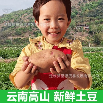 土豆新鲜红皮黄心土豆10斤包邮现挖云南农家自种大洋芋新鲜马铃薯图2