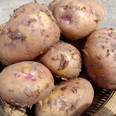 土豆新鲜红皮黄心土豆10斤包邮现挖云南农家自种大洋芋新鲜马铃薯图4