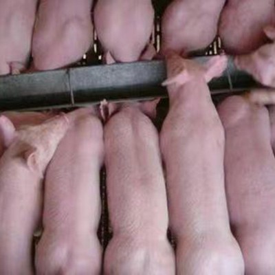 养殖场供应三元仔猪猪仔批发 长白大白母猪 量大优惠全国发货