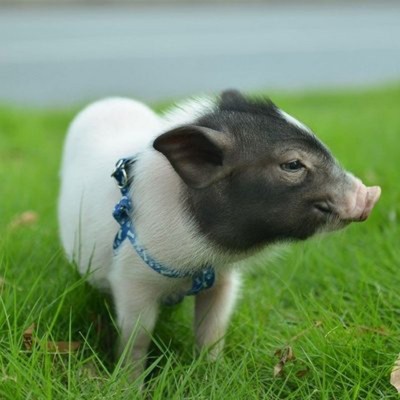 大型养殖场批发供应巴马香猪 活体幼崽教养殖技术巴马香猪小猪苗图3