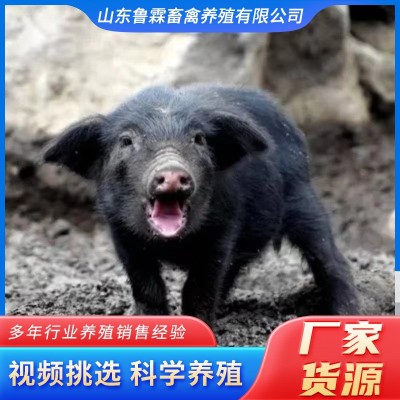 常年批发藏香猪苗 藏香猪幼崽藏香猪种猪苗散养圈养藏香猪抗病强图5