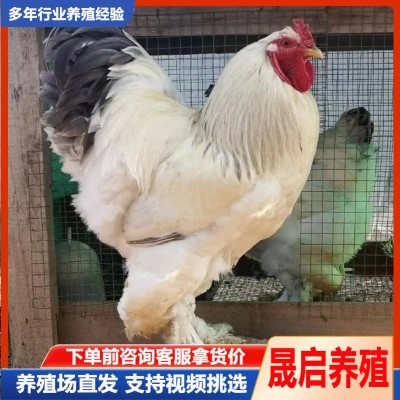 纯种婆罗门鸡 黑白花婆罗门鸡苗批发 青年巨型梵天鸡 观赏养殖