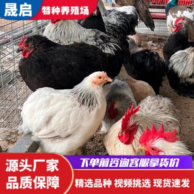 纯种婆罗门鸡 黑白花婆罗门鸡苗批发 青年巨型梵天鸡 观赏养殖图3