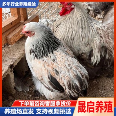 纯种婆罗门鸡 黑白花婆罗门鸡苗批发 青年巨型梵天鸡 观赏养殖图2