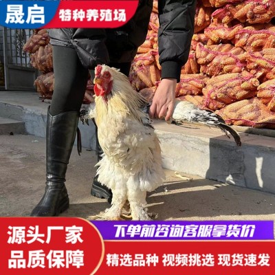 纯种婆罗门鸡 黑白花婆罗门鸡苗批发 青年巨型梵天鸡 观赏养殖图4