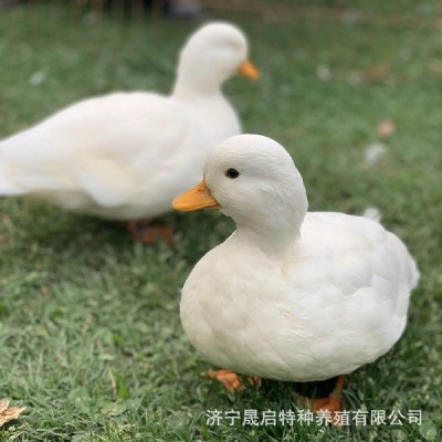 柯尔鸭鸭苗活体出售 成年宠物科尔鸭一对多少钱 短嘴柯尔鸭好养吗图4