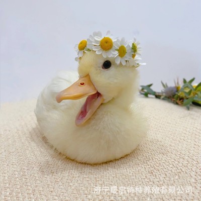 柯尔鸭鸭苗活体出售 成年宠物科尔鸭一对多少钱 短嘴柯尔鸭好养吗图2