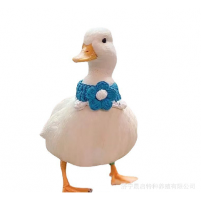 柯尔鸭鸭苗活体出售 成年宠物科尔鸭一对多少钱 短嘴柯尔鸭好养吗图5