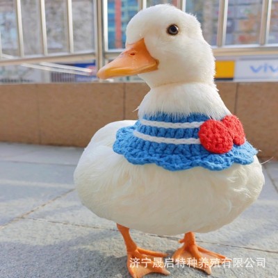 柯尔鸭鸭苗活体出售 成年宠物科尔鸭一对多少钱 短嘴柯尔鸭好养吗图3