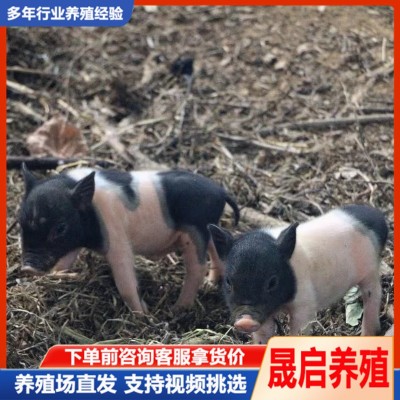 宠物迷你小香猪活体 宠物巴马香猪幼崽多少钱 香猪幼崽活体批发图5