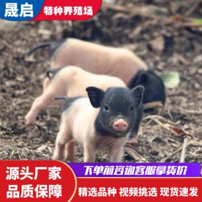 宠物迷你小香猪活体 宠物巴马香猪幼崽多少钱 香猪幼崽活体批发图4