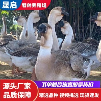 脱温狮头鹅苗 半大狮头鹅活体多少钱一只 成年狮头鹅一对多少钱图4