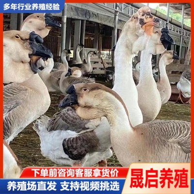 脱温狮头鹅苗 半大狮头鹅活体多少钱一只 成年狮头鹅一对多少钱图2