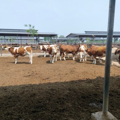育肥肉牛 供应改良肉牛犊价格 利木赞牛 夏洛莱牛图2