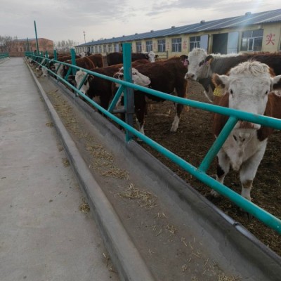 育肥肉牛 供应改良肉牛犊价格 利木赞牛 夏洛莱牛图3
