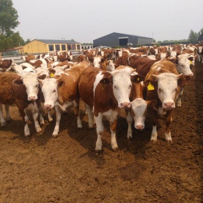 育肥肉牛 供应改良肉牛犊价格 利木赞牛 夏洛莱牛图4