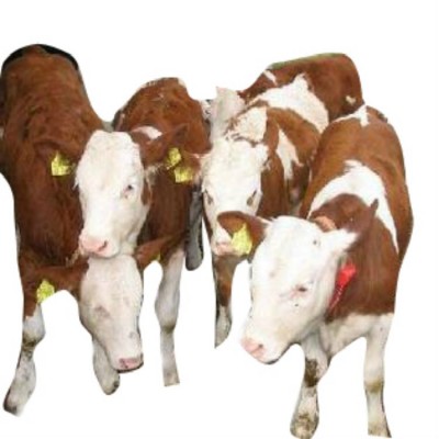 育肥肉牛 供应改良肉牛犊价格 利木赞牛 夏洛莱牛图5